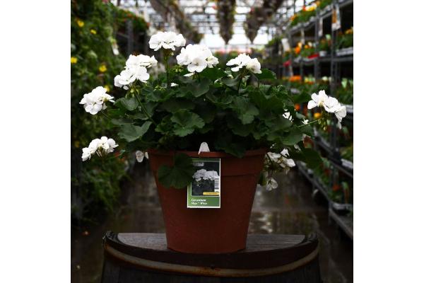 TUB12" GERANIUM MOJO WHITE