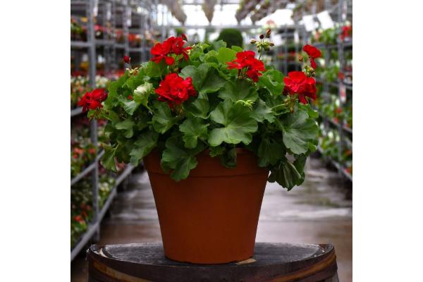 TUB12" GERANIUM CALLIOPE MEDIUM DARK RED