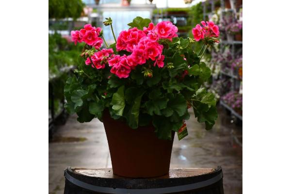 TUB12" GERANIUM CALLIOPE ROSE MEGA SPLASH