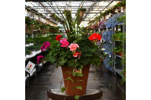 TUB13" GERANIUM WITH SPIKE MIX