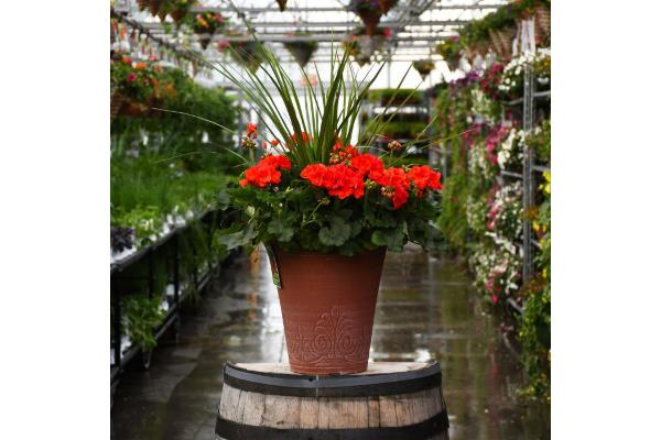 TUB13" GERANIUM WITH SPIKE MOJO ORANGE