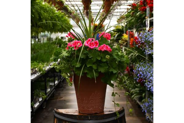 TUB13" GERANIUM WITH SPIKE CALLIOPE ROSE MEGA SPLASH