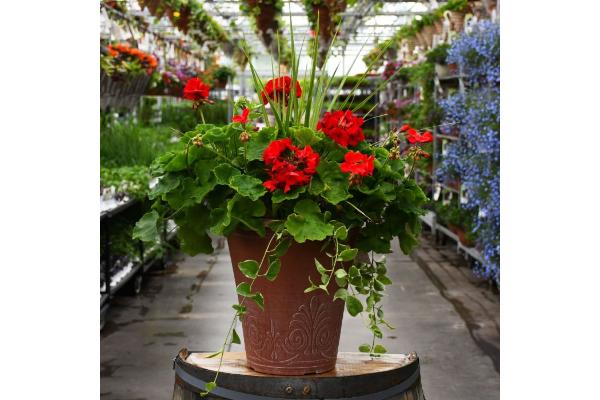 TUB13" GERANIUM WITH SPIKE RED