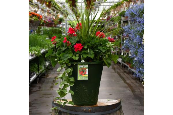 TUB13" GERANIUM WITH SPIKE MOJO CRANBERRY SPLASH