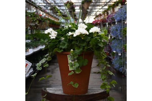 TUB13" GERANIUM WITH SPIKE MOJO WHITE