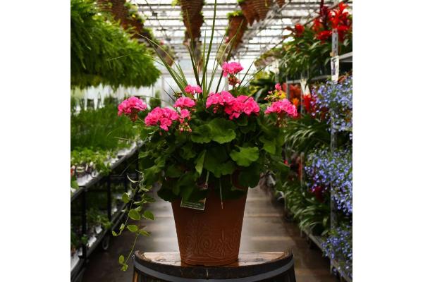 TUB13" GERANIUM WITH SPIKE AMERICANA PINK