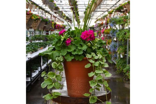 TUB13" GERANIUM WITH SPIKE CALLIOPE MEDIUM VIOLET