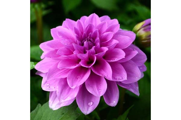 TUB11" DAHLIA HYPNOTICA LAVENDER