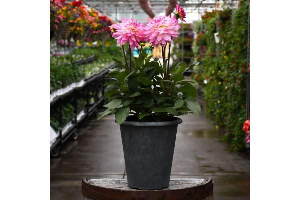 TUB11" DAHLIA SINCERITY