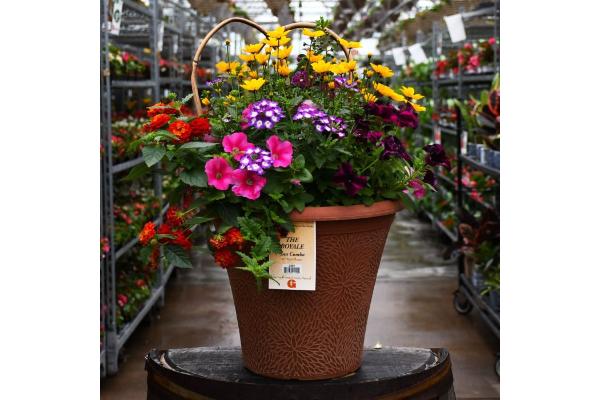 TUB12" HELIX COMBO-THE ROYALE