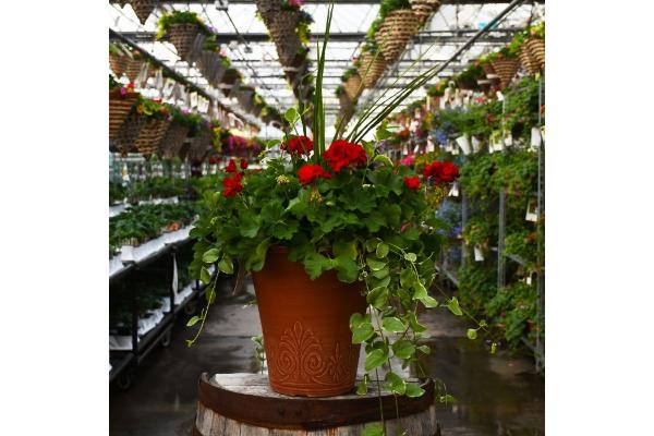 TUB13" GERANIUM WITH SPIKE CALLIOPE DARK RED