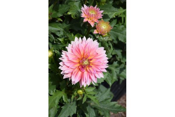 TUB11" DAHLIA VENTI PASSION FRUIT