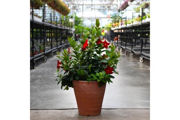 TUB12" MANDEVILLA RED