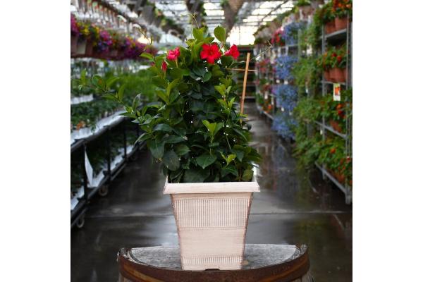 TUB12" MANDEVILLA PINK