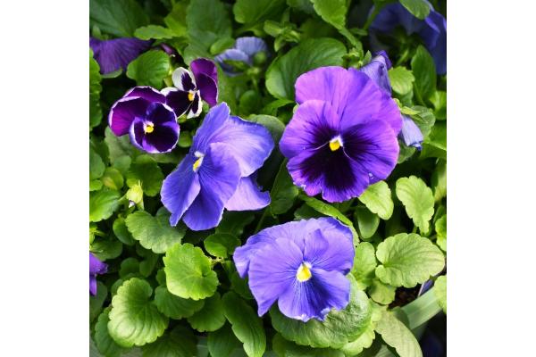 BOWL12" PANSY BLUE BLEND