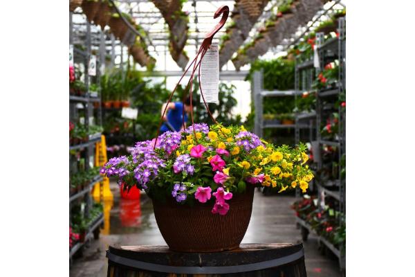 HB13" DESIGNER COMBO-PINK LEMONADE