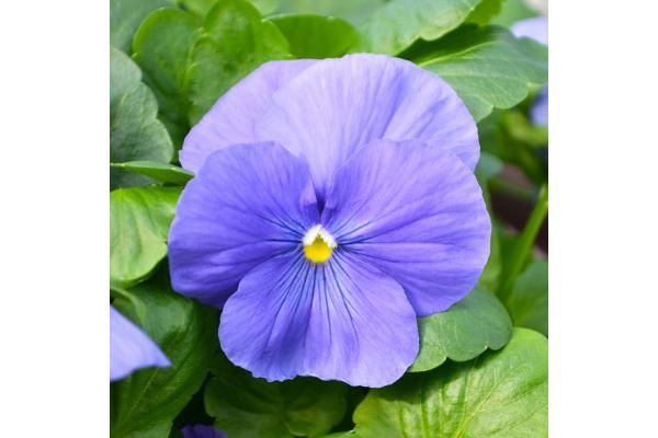 BOWL12" PANSY TRUE BLUE