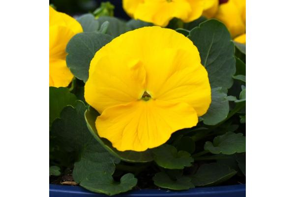 BOWL 12.5" PANSY CLEAR YELLOW