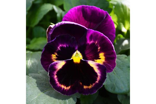 BOWL12" PANSY MATRIX SANGRIA