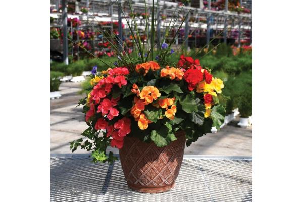 TUB16" BEGONIA MIXED