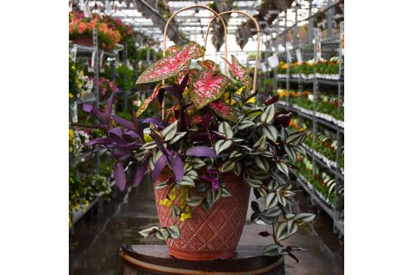 TUB16" AWESOME SHADE COMBO