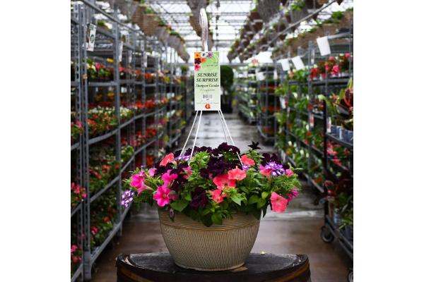 HB13" DESIGNER COMBO-SUNRISE SURPRISE