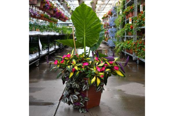 TUB14" SQ COMBO TROPICAL TREASURE