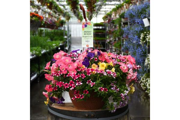 HB13" DESIGNER COMBO-HONEY BUNNY