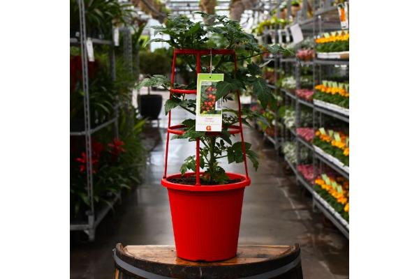 ETUB10" TOMATO LITTLE BING