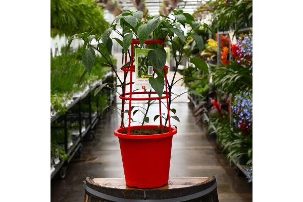 ETUB10" PATIO PEPPER JALAPENO