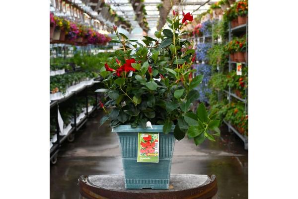 TUB10" MANDEVILLA RED