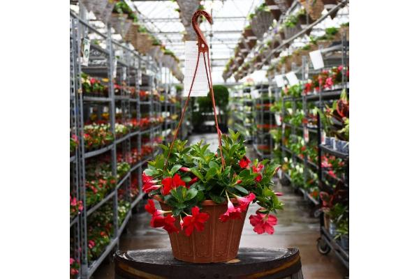 HB12" MANDEVILLA RED