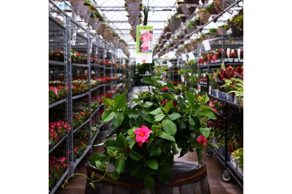 HB12" MANDEVILLA CORAL PINK