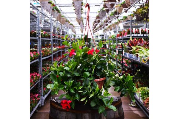 HB12" MANDEVILLA PINK