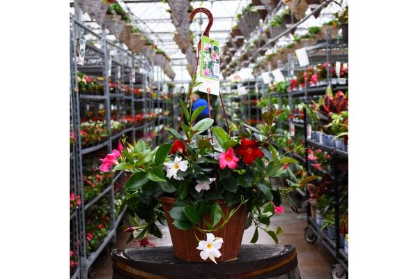 HB12" MANDEVILLA MIX