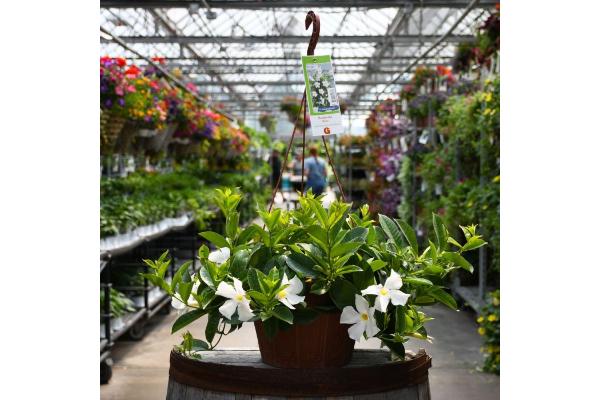 HB12" MANDEVILLA WHITE