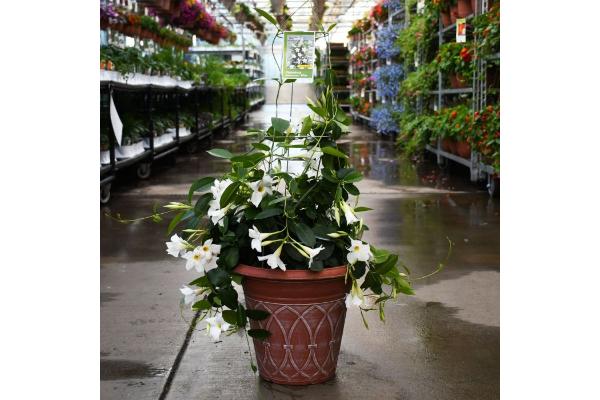 TUB12" MANDEVILLIA WHITE