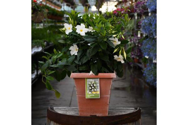 TUB10" MANDEVILLA WHITE