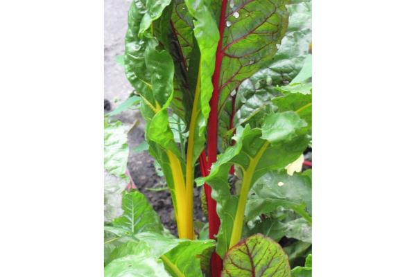 E-4.75T/10 SWISS CHARD BRIGHT LIGHTS