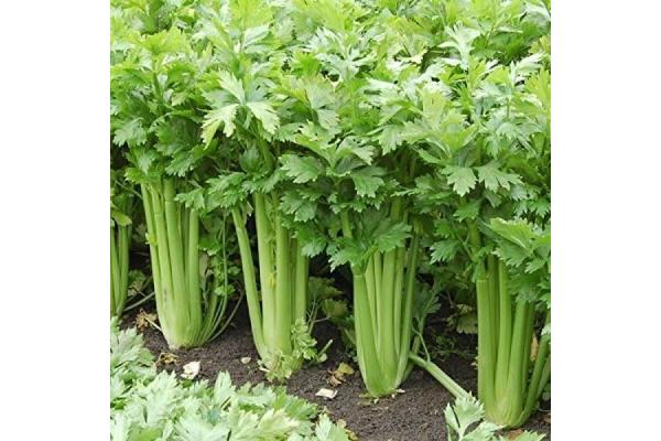 E606T/36 CELERY TANGO