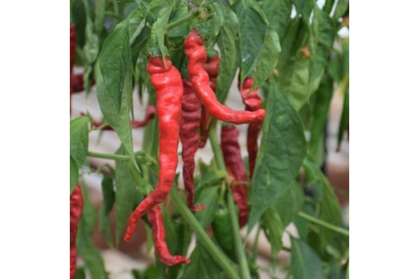 E4.75T/10 PEPPER CAYENNE