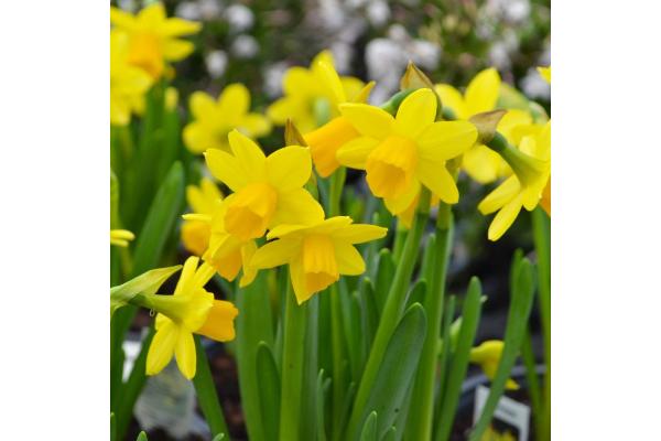 4.75T/12 DAFFODIL TETE A TETE-YELLOW