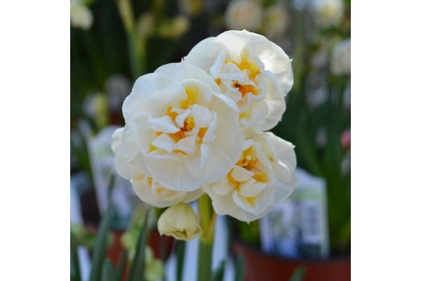 4.75T/12 DAFFODIL BRIDAL CROWN-WHITE