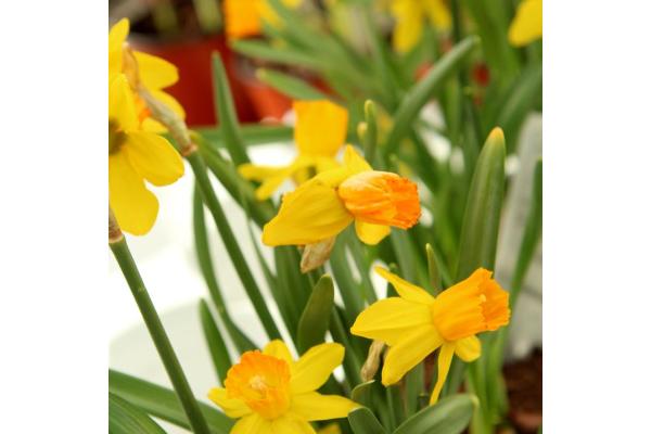 4.75T/12 DAFFODIL JETFIRE-YELLOW/ORANGE