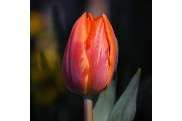 4.75T/12 TULIP VAN EIJK-ORANGE
