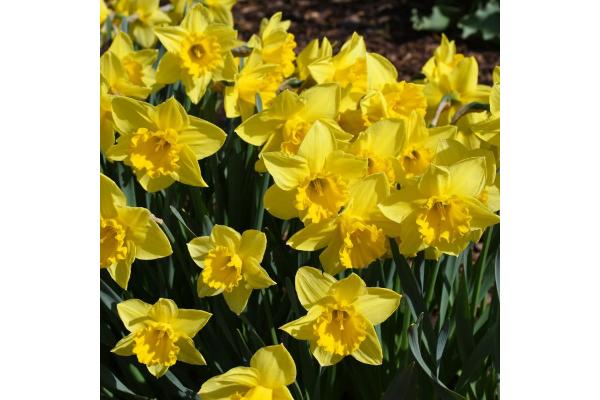 6T/6 DAFFODIL DUTCH MASTER-YELLOW