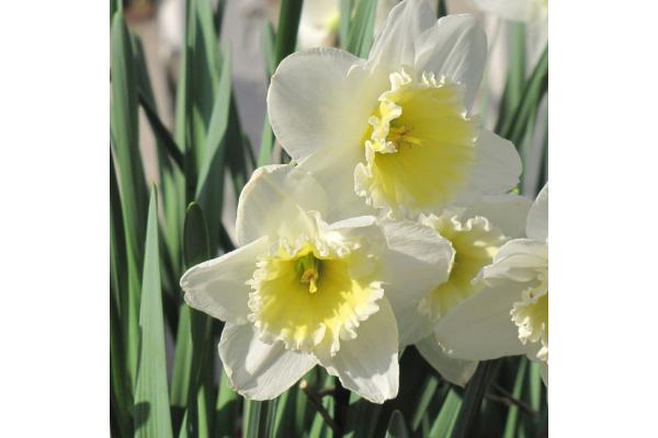 6T/6 DAFFODIL ICE FOLLIES-WHITE/YELLOW