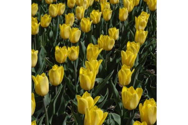 6T/6 TULIP STRONG GOLD-YELLOW