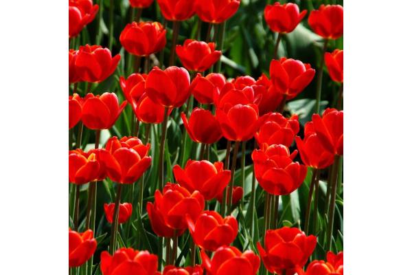 6T/6 TULIP RED IMPRESSION-RED
