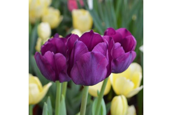 6T/6 TULIP SAIGON-BLUE/VIOLET/PURPLE